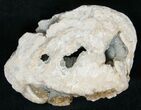 Clam Fossil with Golden Calcite Crystals - #14723-2